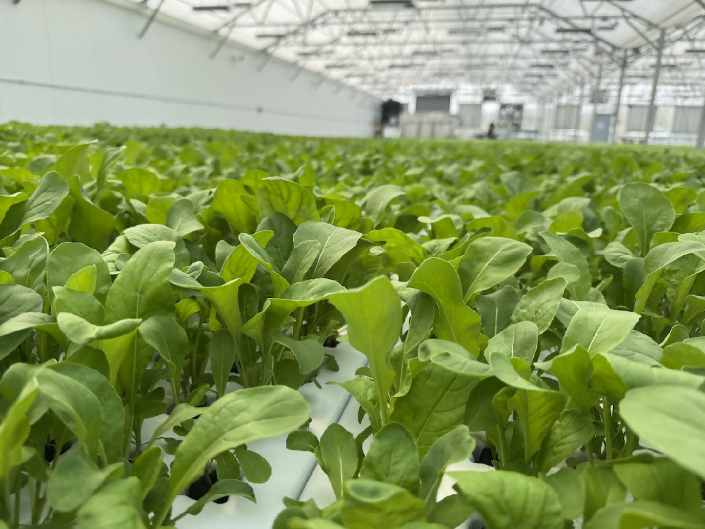 Greenscale Arugula