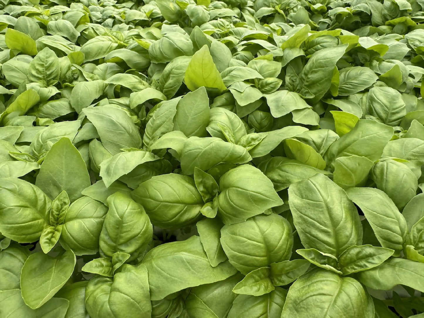 Greenscale Basil