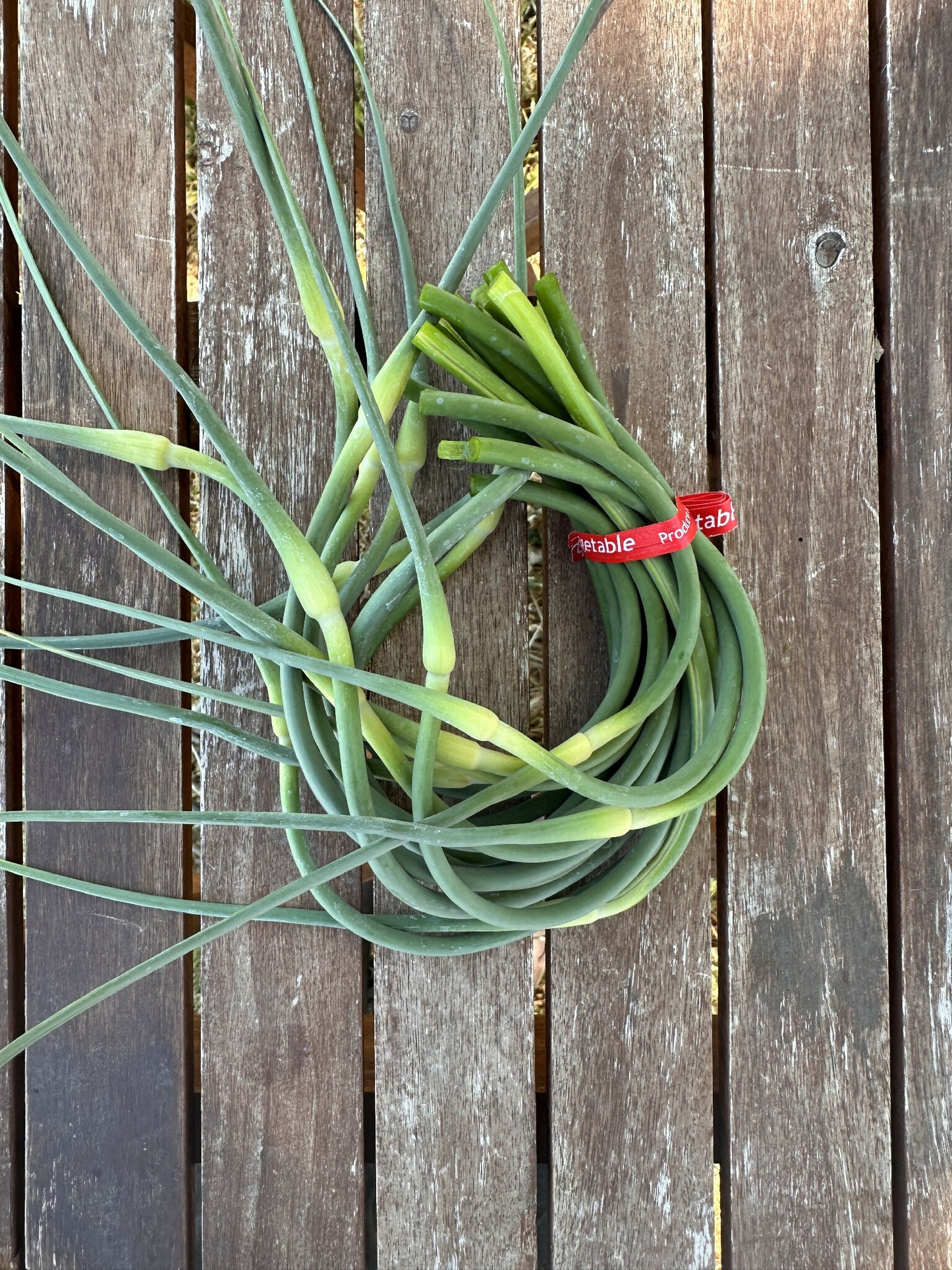 Garlic Scapes