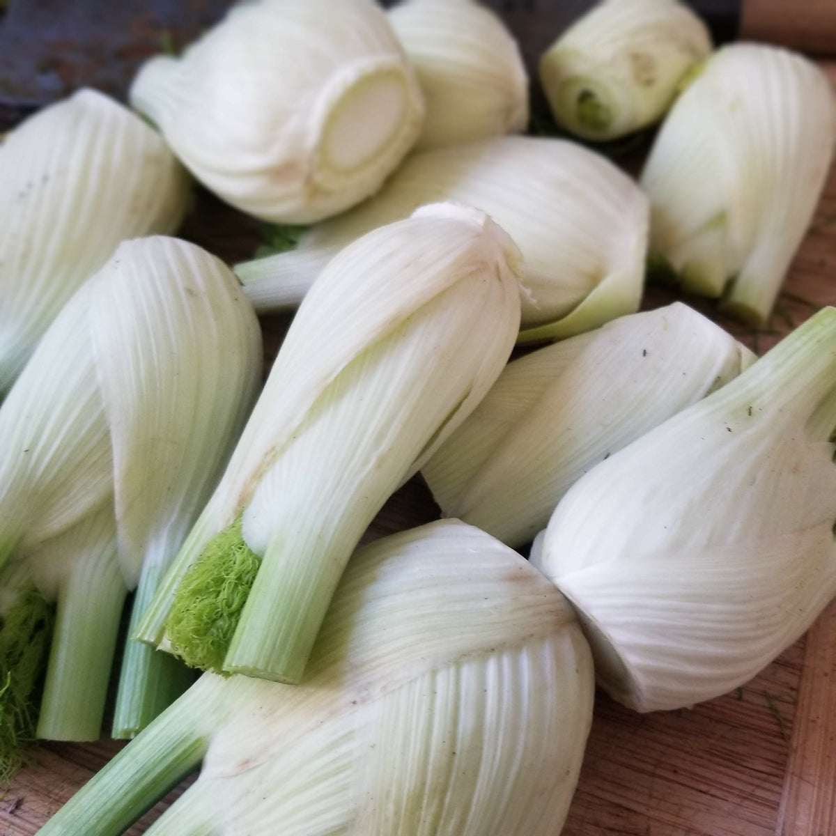 Fennel | Whistlepig Farm