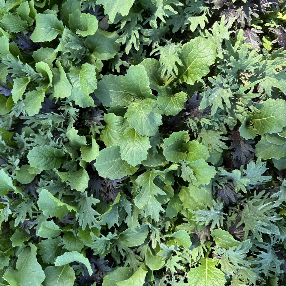 Baby Kale Mix | Happy Heron Farm