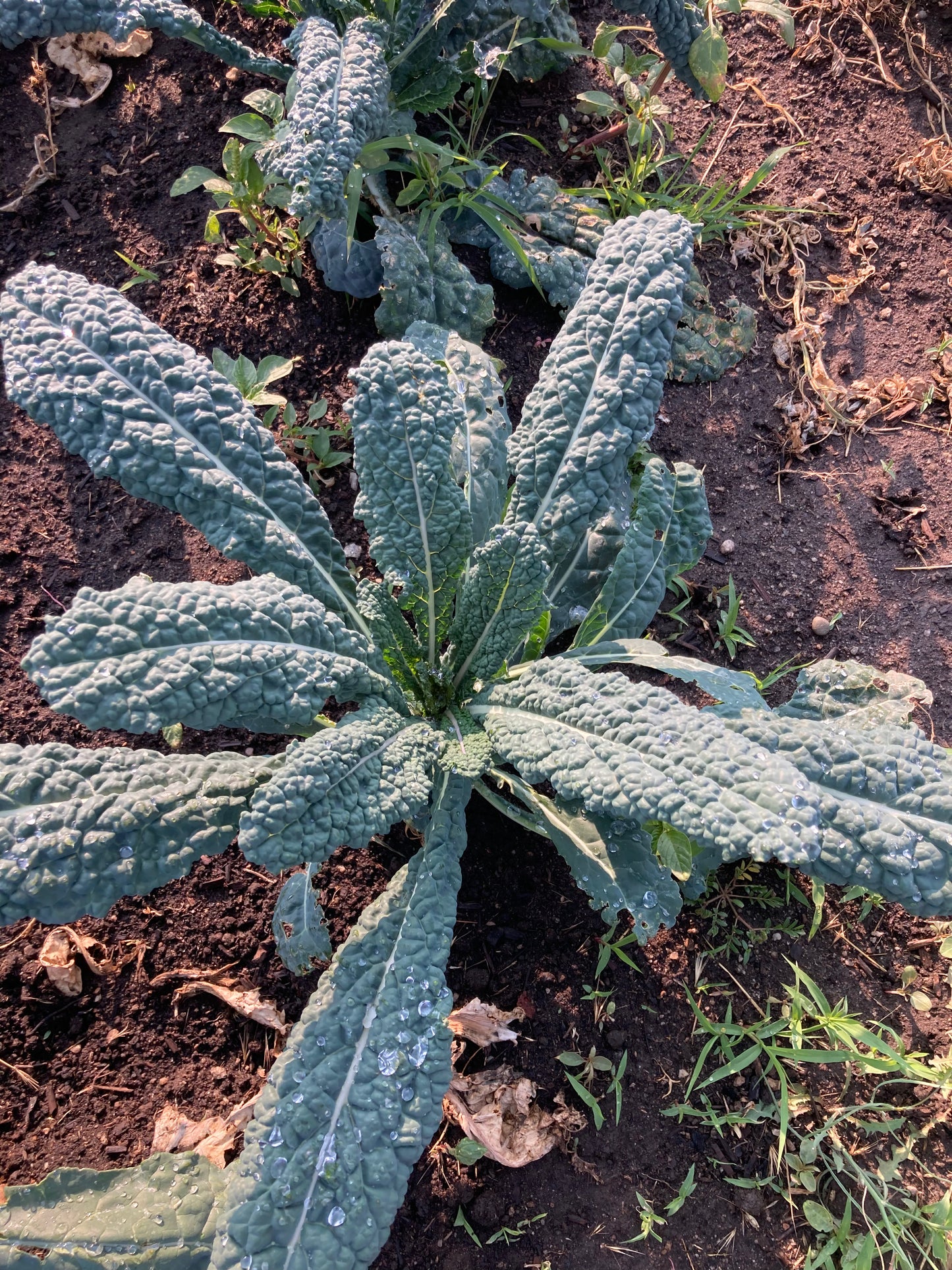 Kale Varieties | Black Fox Farm