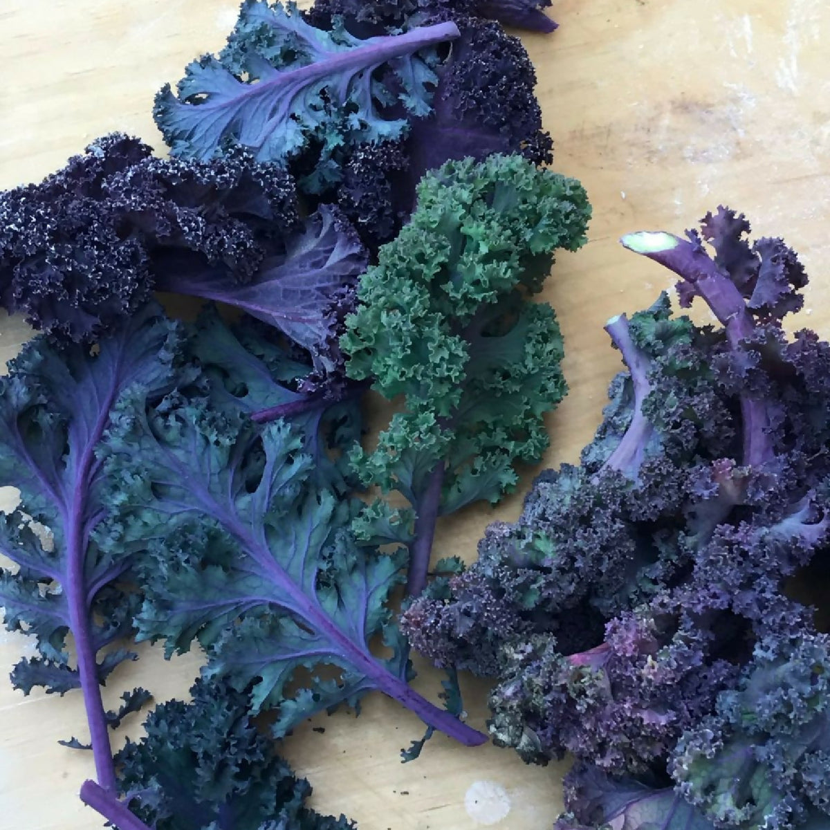 Curly Kale | Whistlepig Farm