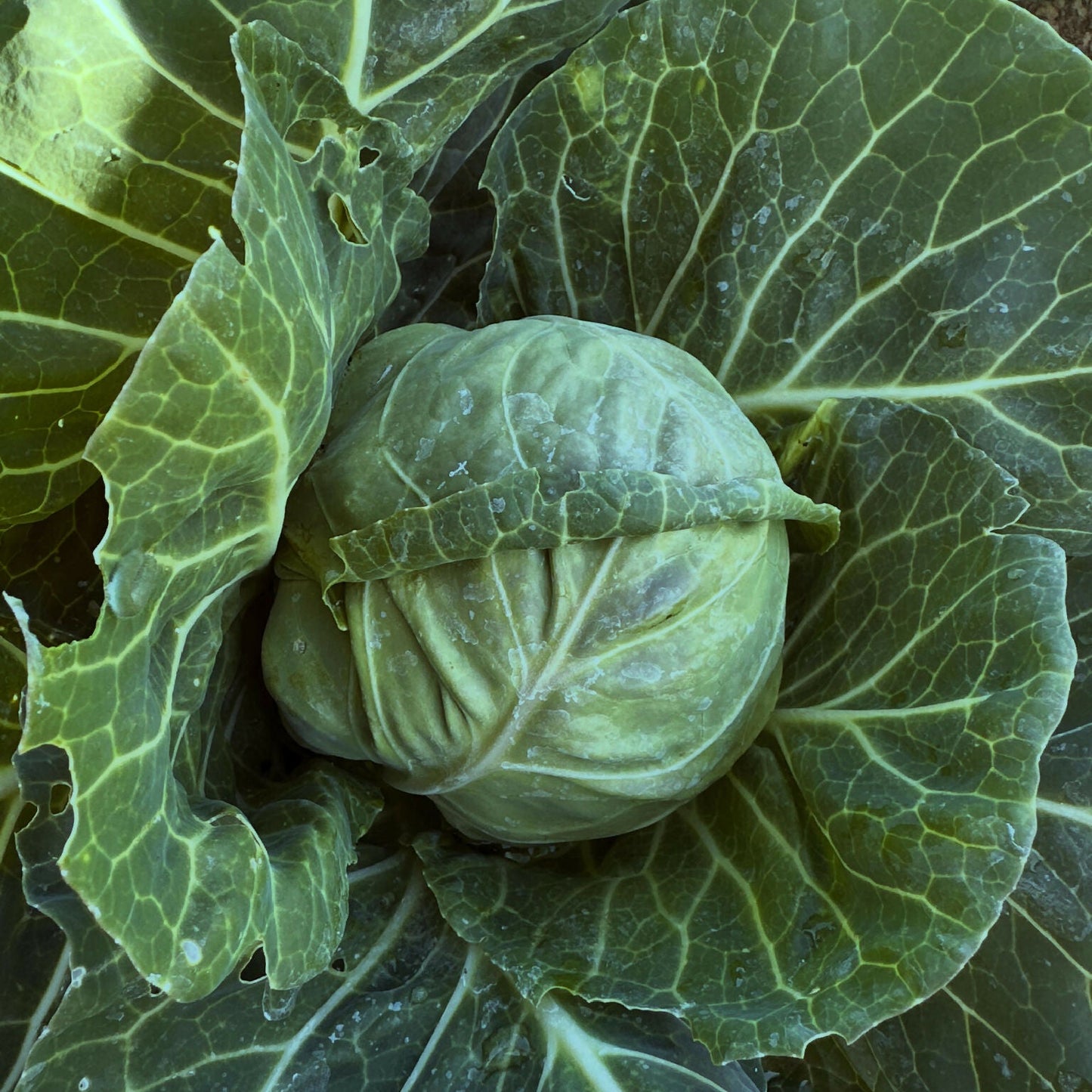 Baby Green Cabbage | Happy Heron Farm