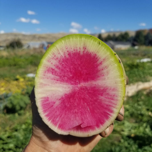 Watermelon Radish | Whistlepig Farm