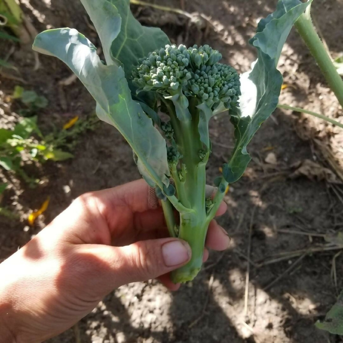 Broccolini | Whistlepig Farm
