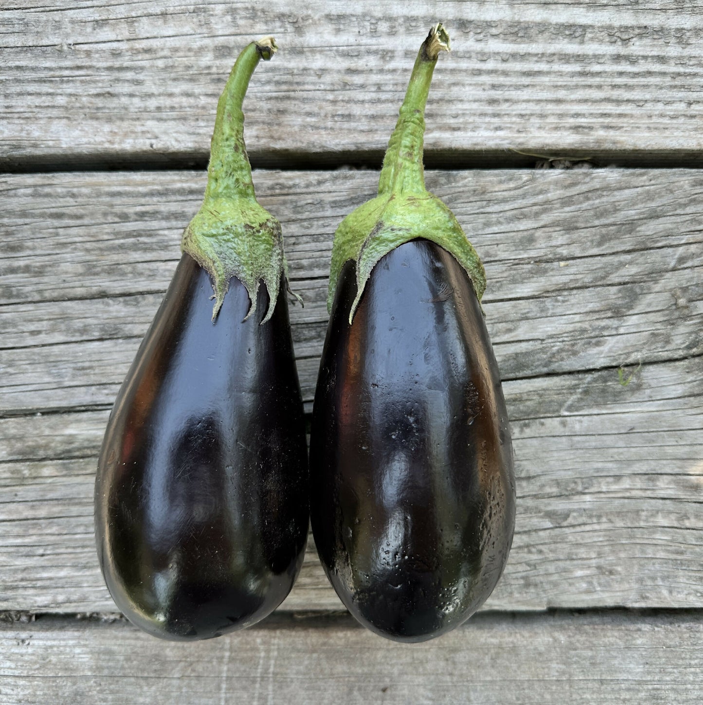 Eggplant | Happy Heron Farm