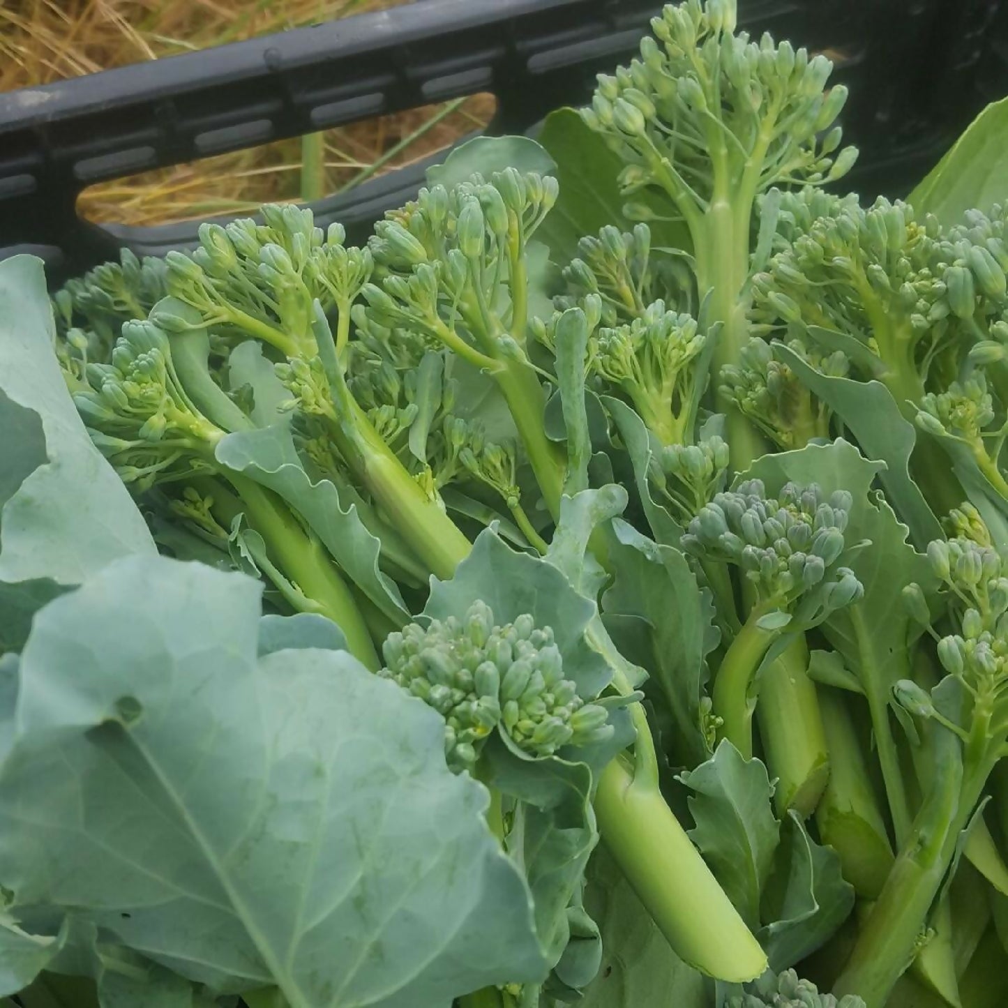 Broccolini | Whistlepig Farm