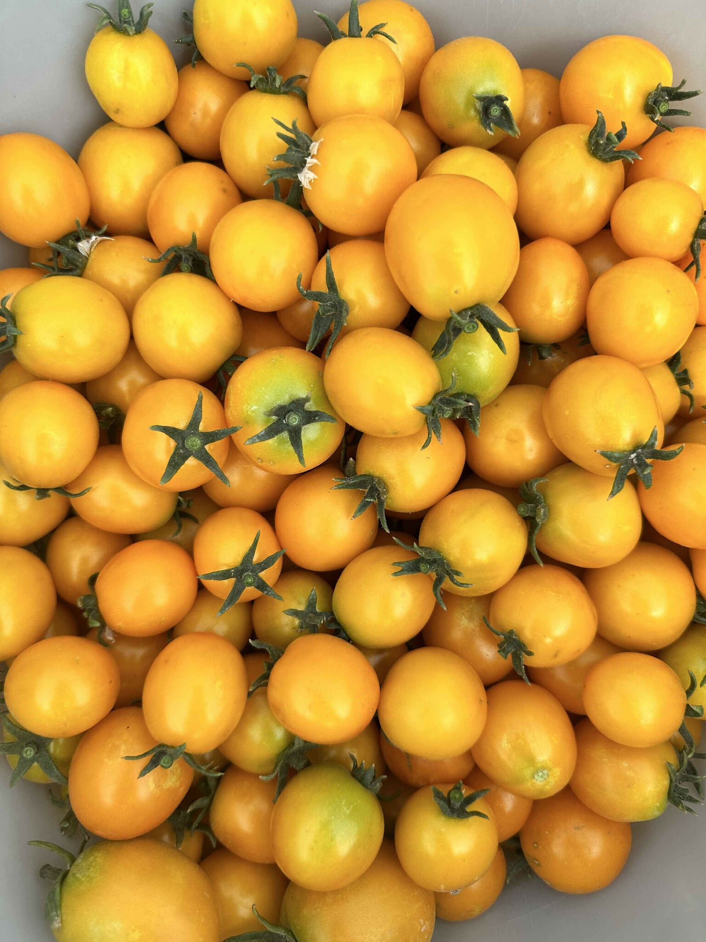 Tomatoes