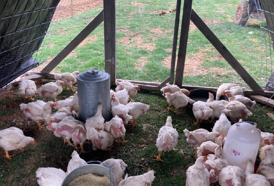 Pasture-Raised Whole Chicken | Raw Life Farms