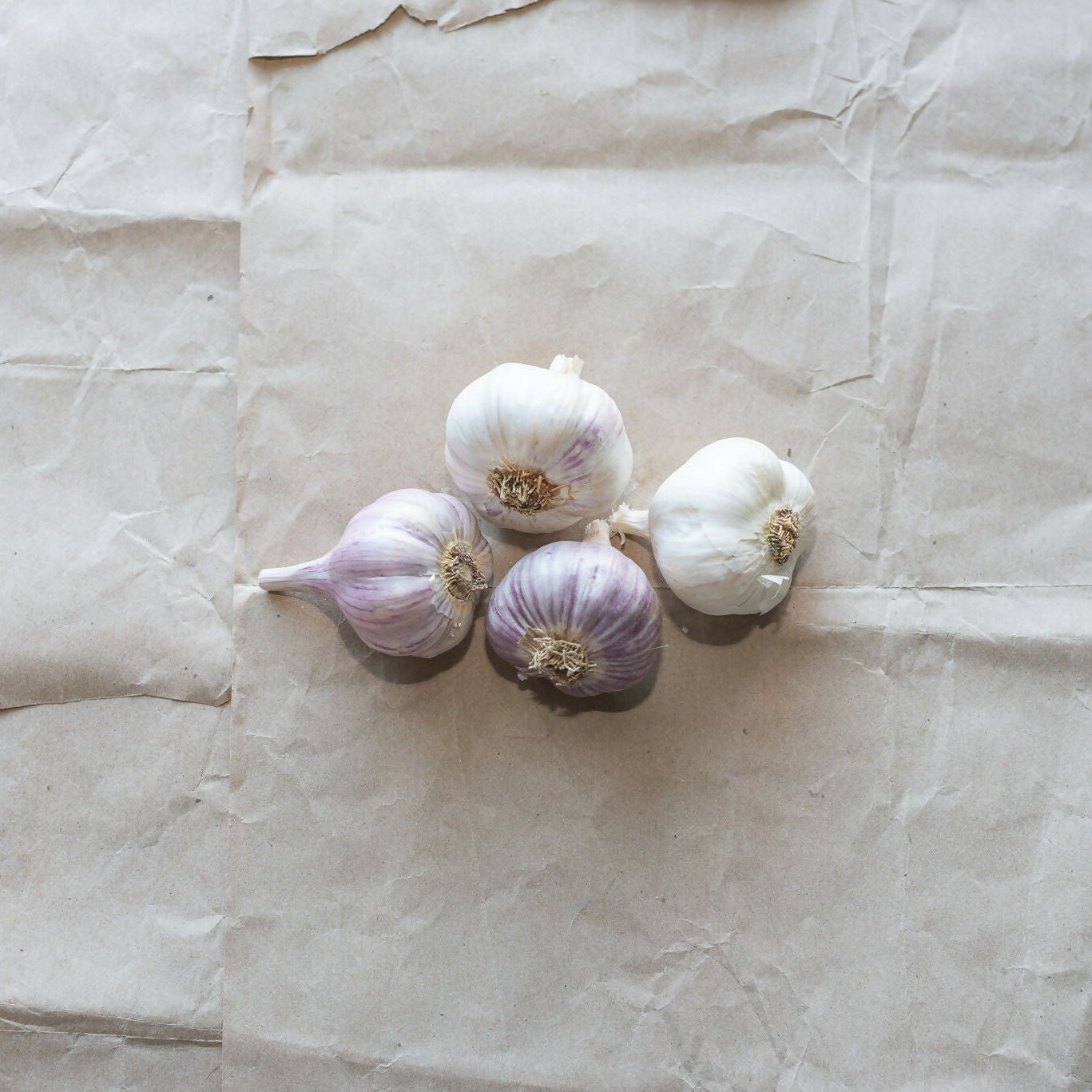 Garlic | Black Fox Farm
