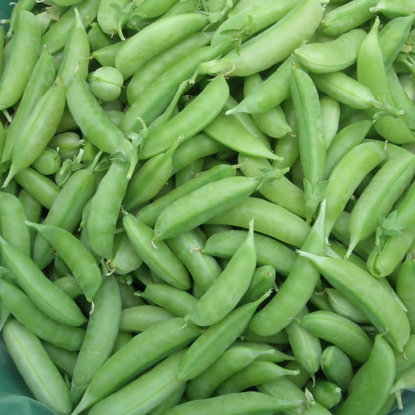 Sugar Snap Pea | Whistlepig Farm