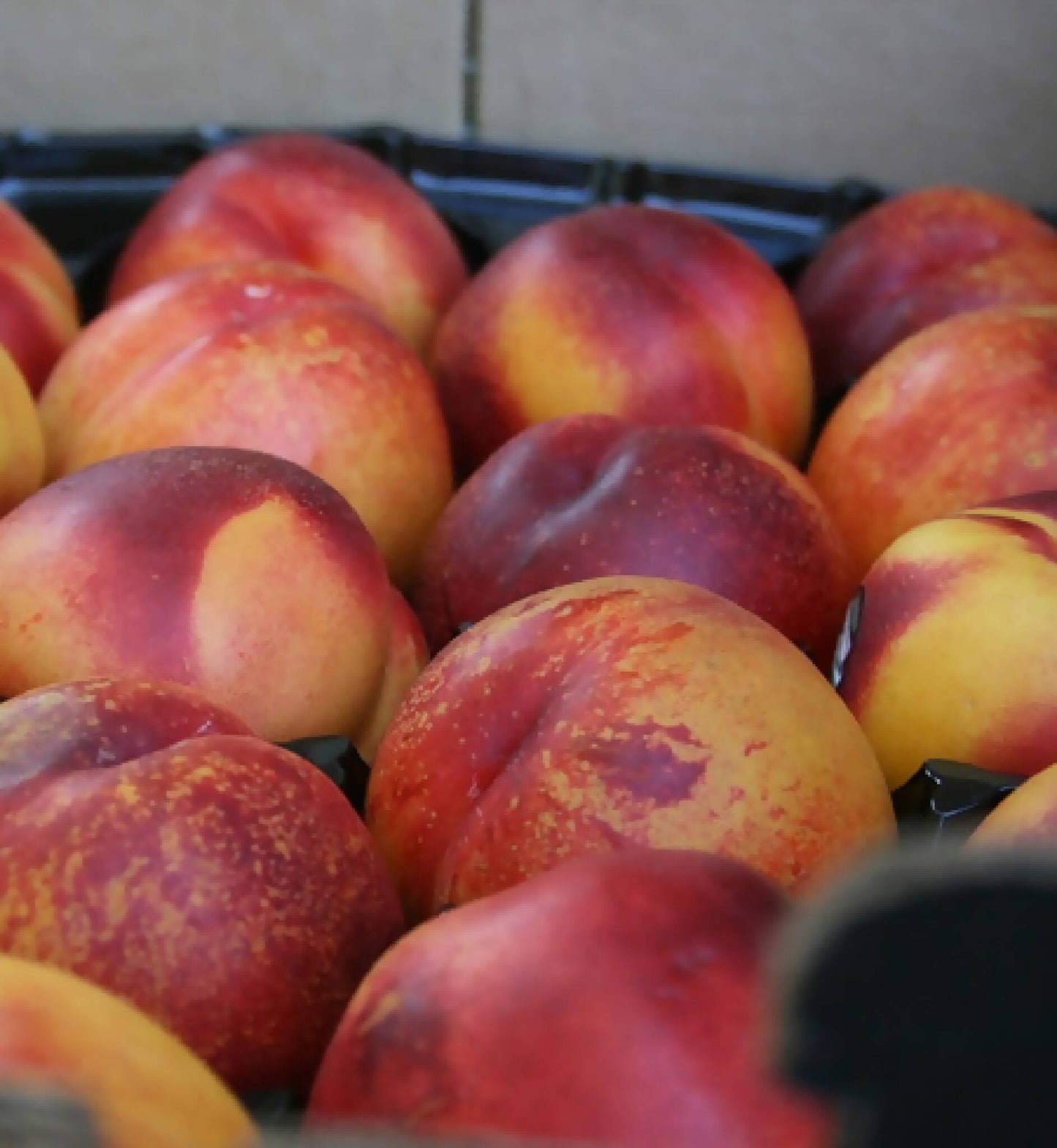 Nectarine - Summer Flare