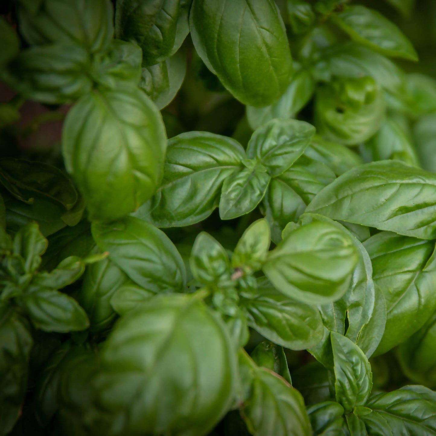 Basil | Whistlepig Farm