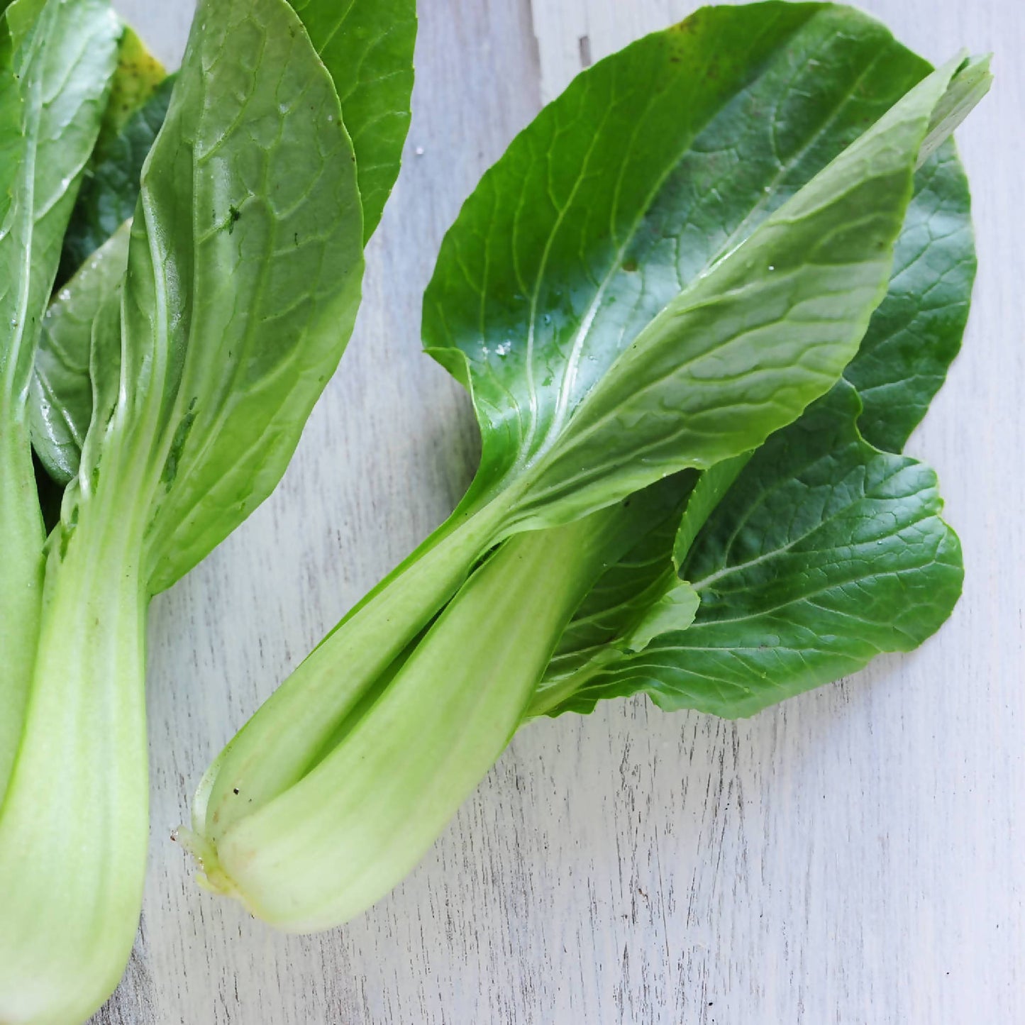 Baby Bok Choy | Whistlepig Farm