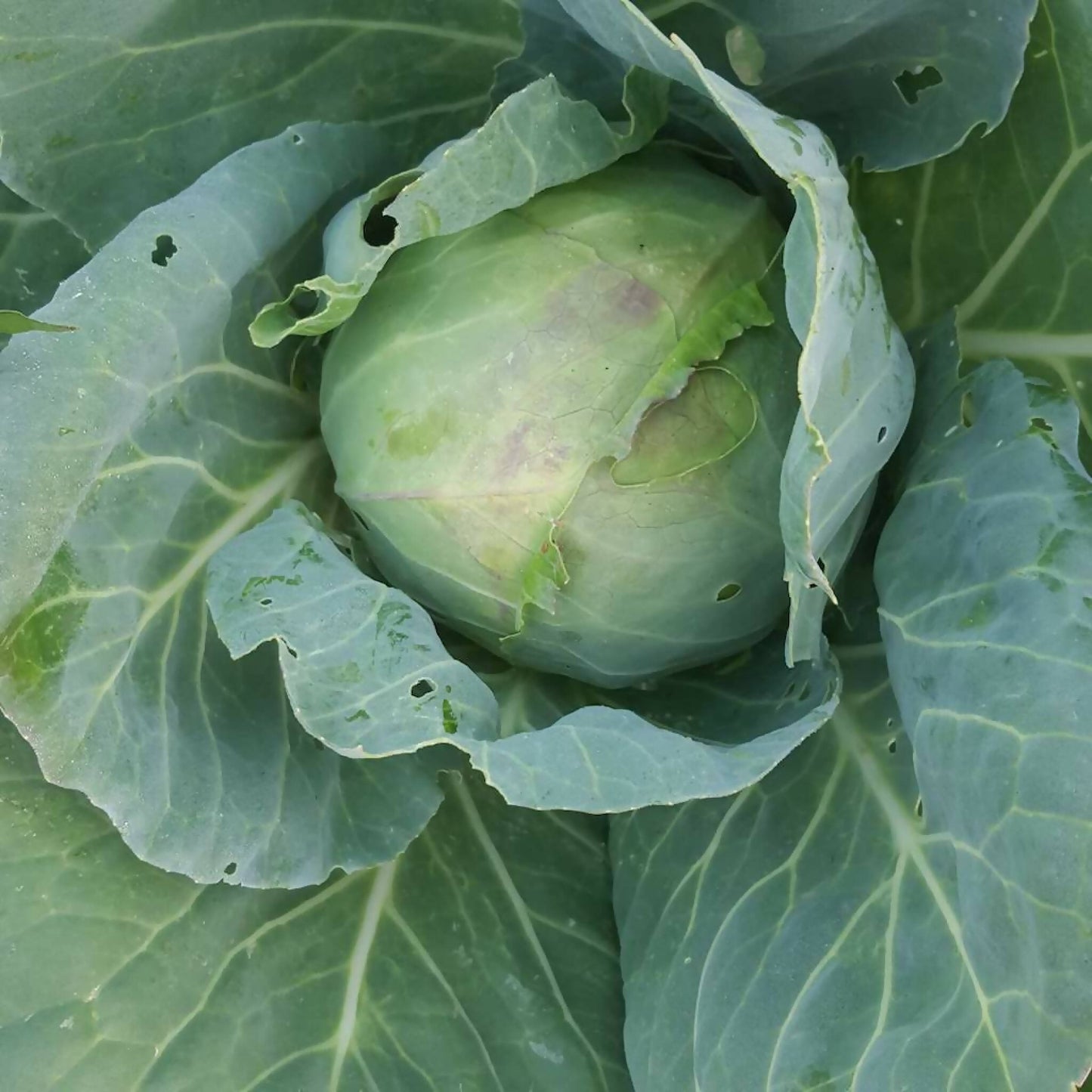 Cabbage | Whistlepig Farm