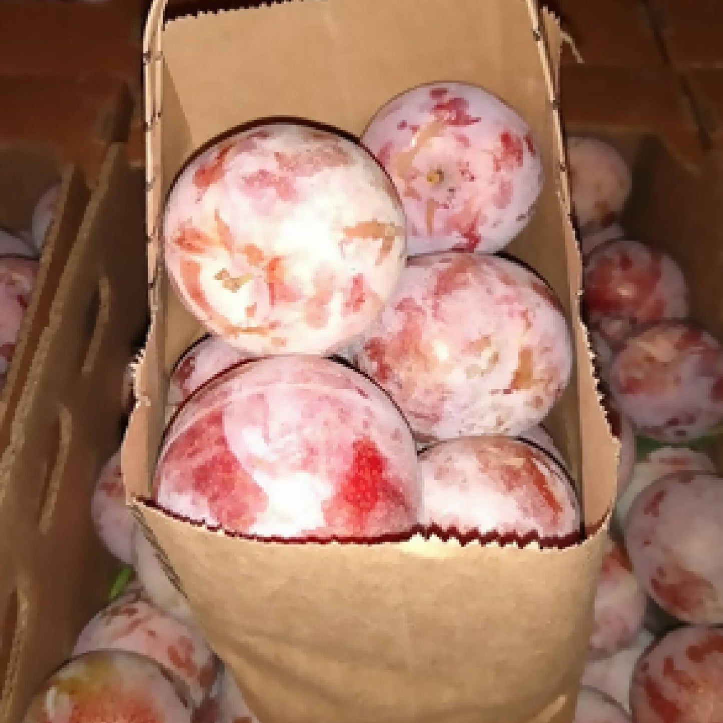 Dapple Jack Pluots