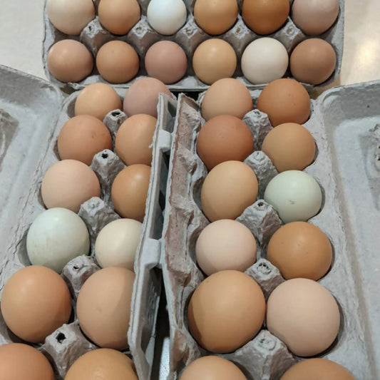Eggs Grass-Fed Free-Roaming | Rich's Chicks