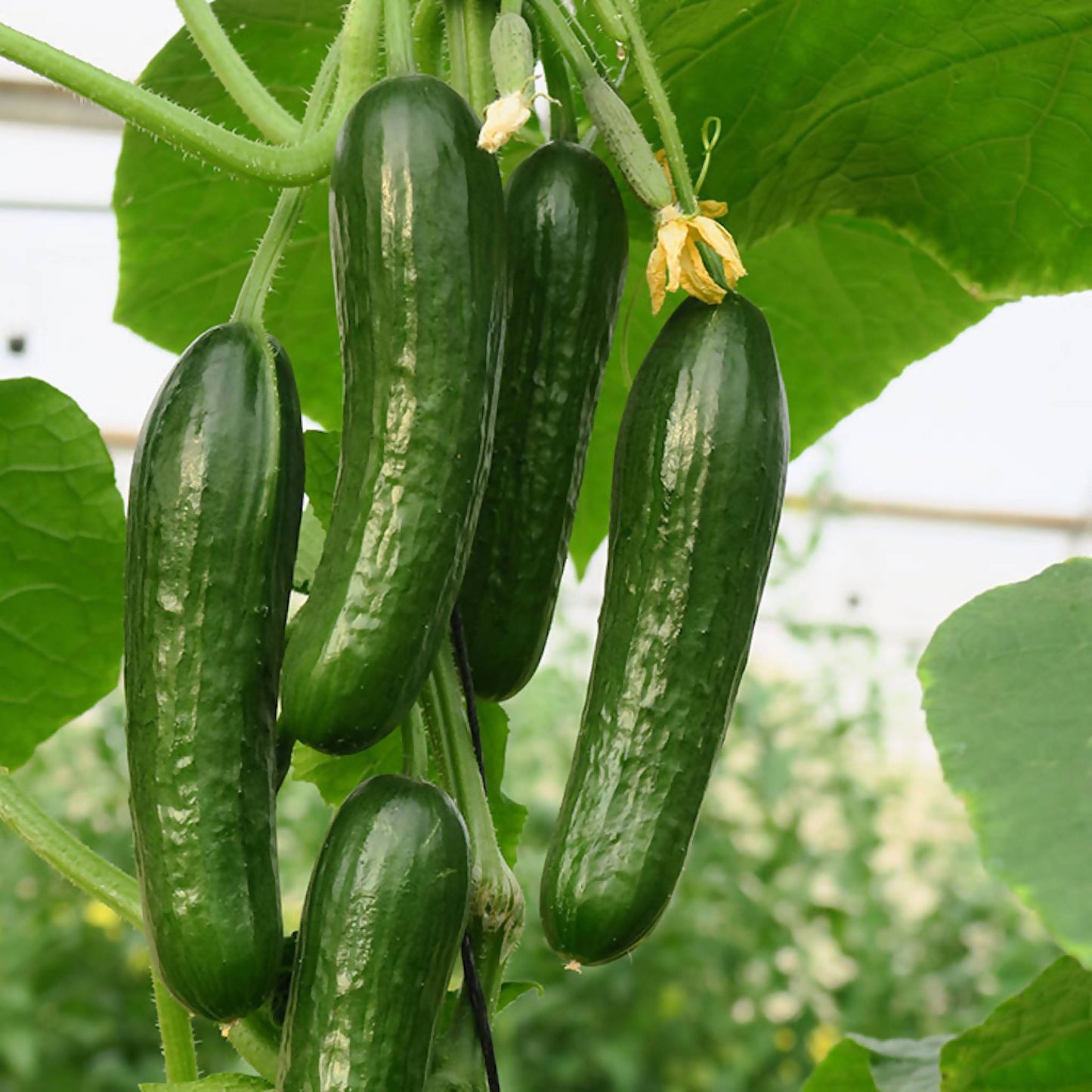 Mini slicing cucumber