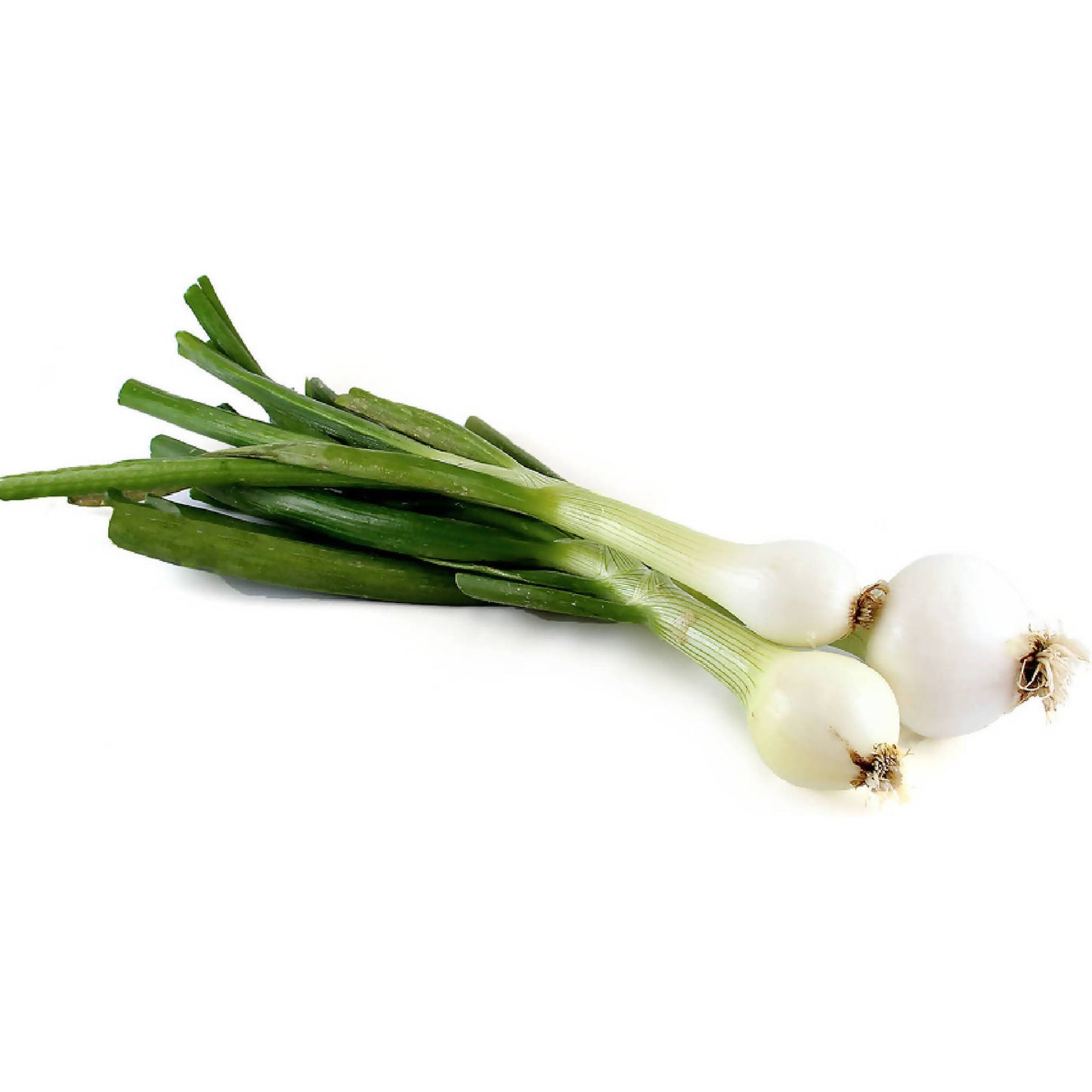 Spring Onion | Black Fox Farm