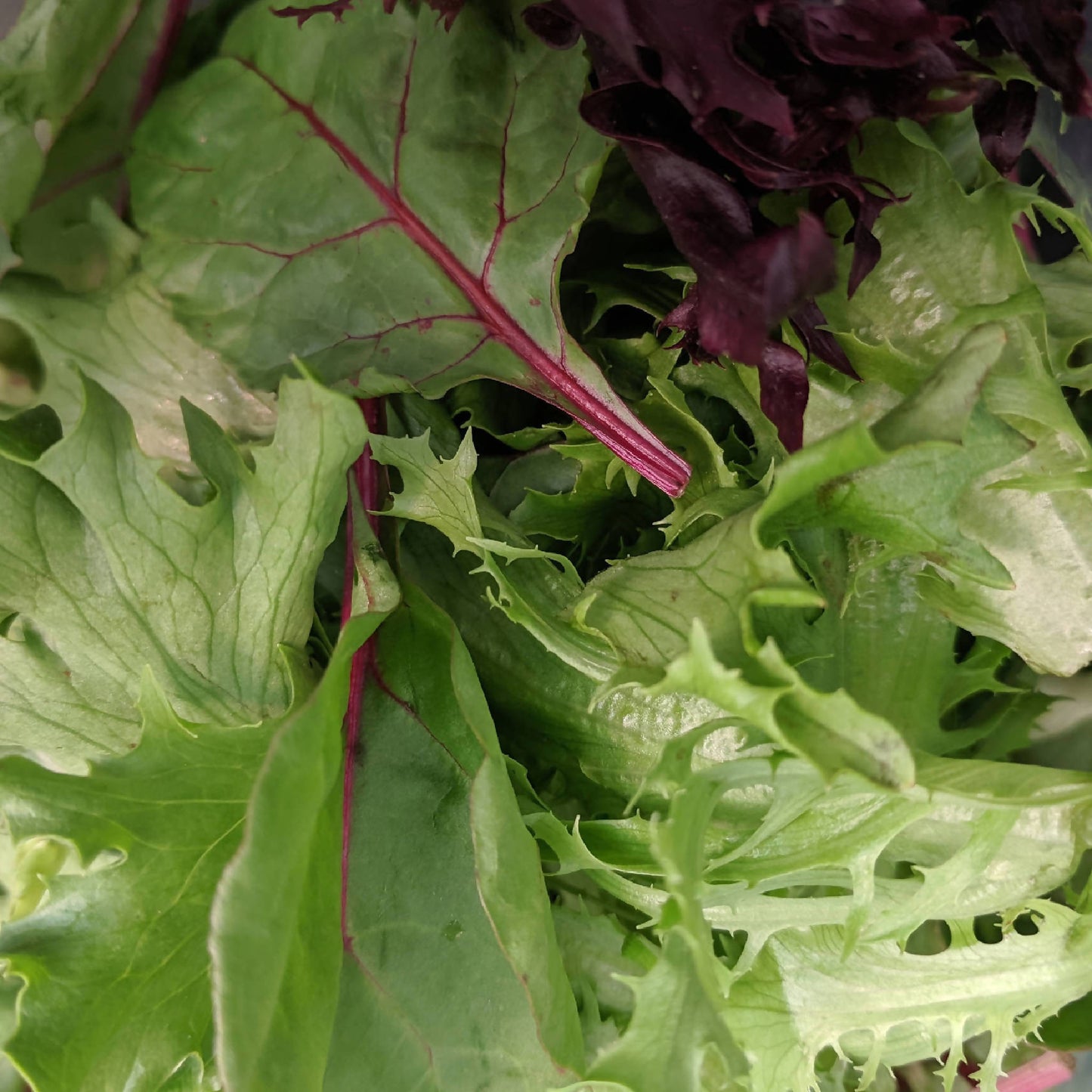 Spring Mix | Black Fox Farm