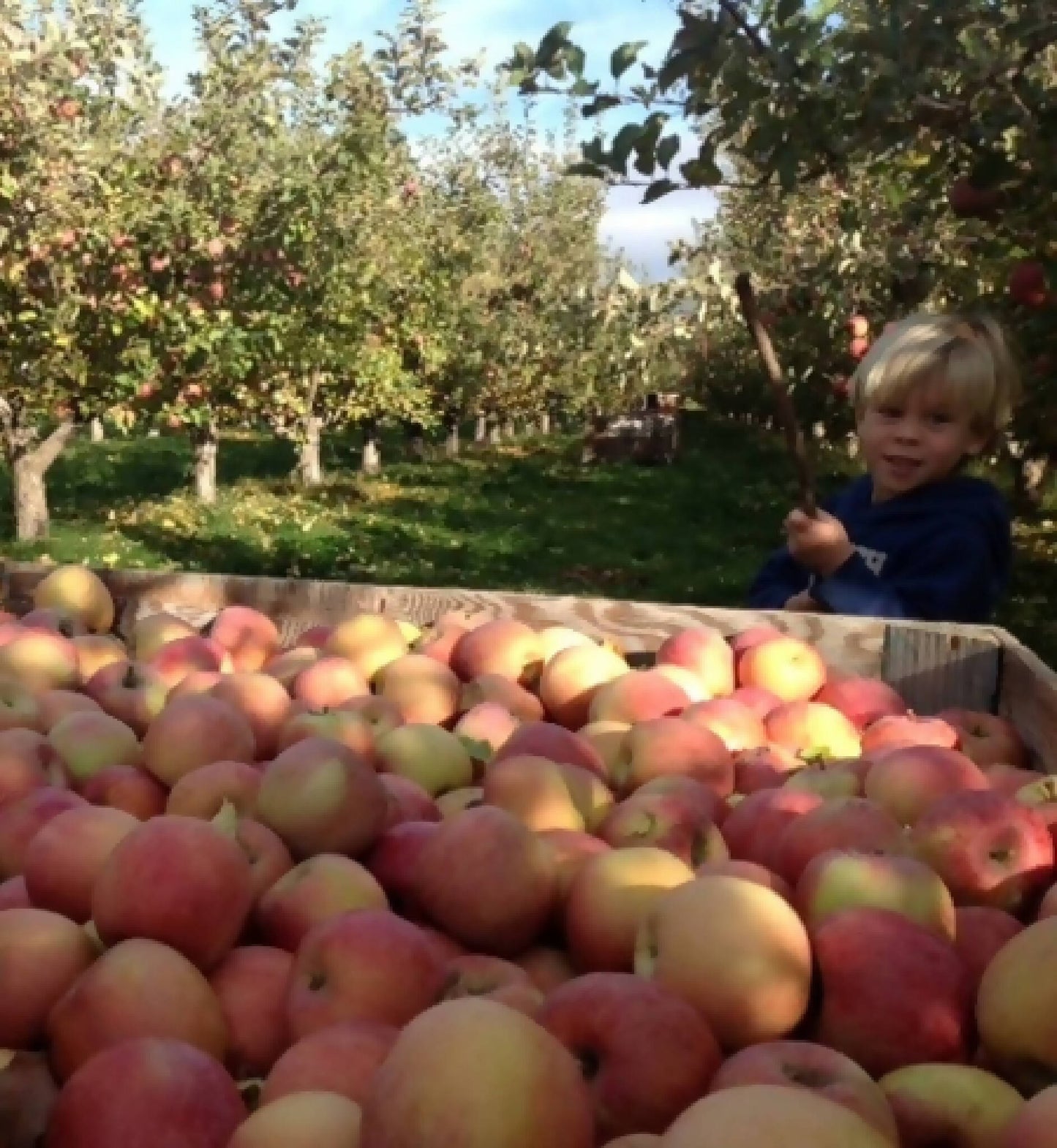 Fuji Apples
