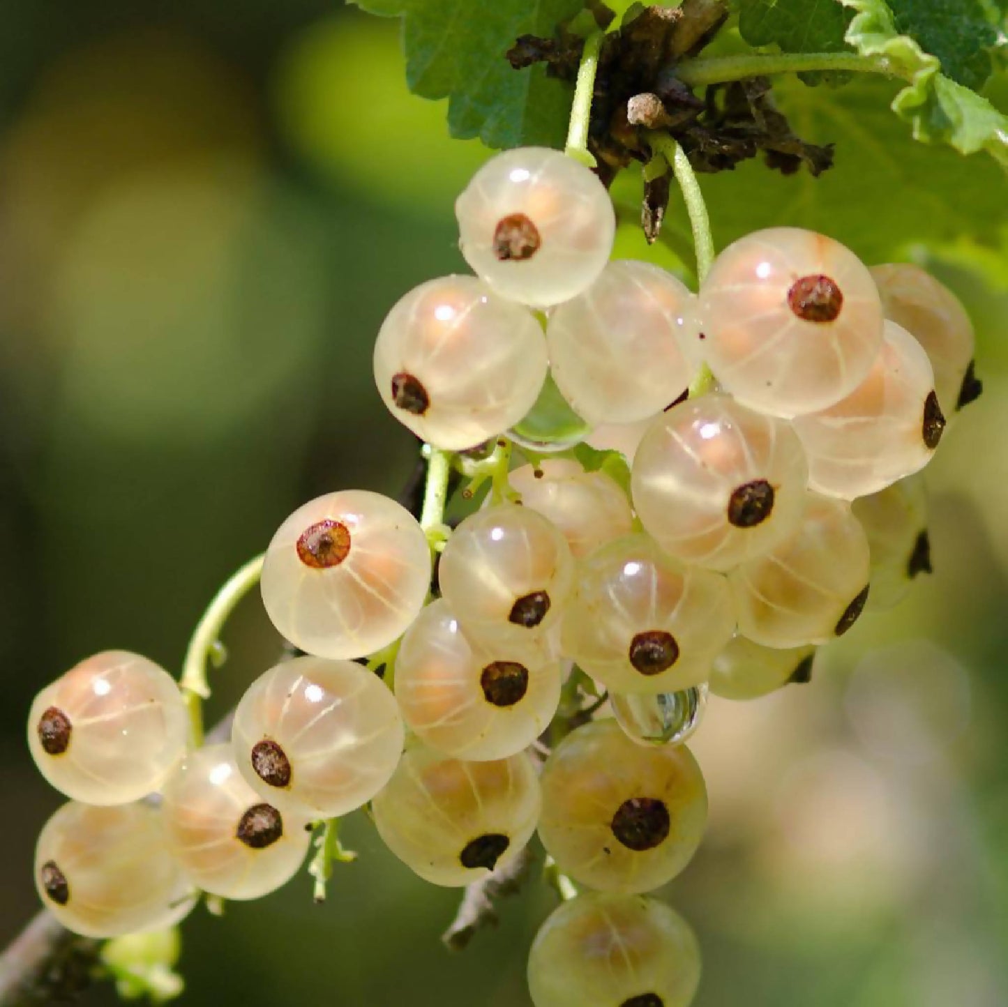 White Currants | Whistlepig Farm