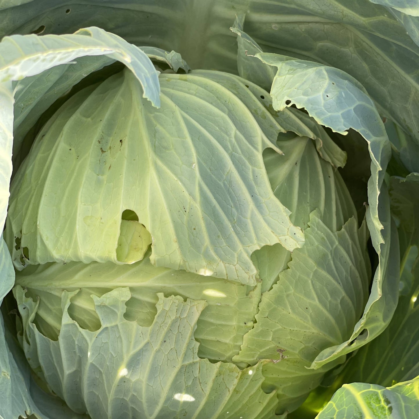 Flat Dutch Cabbage