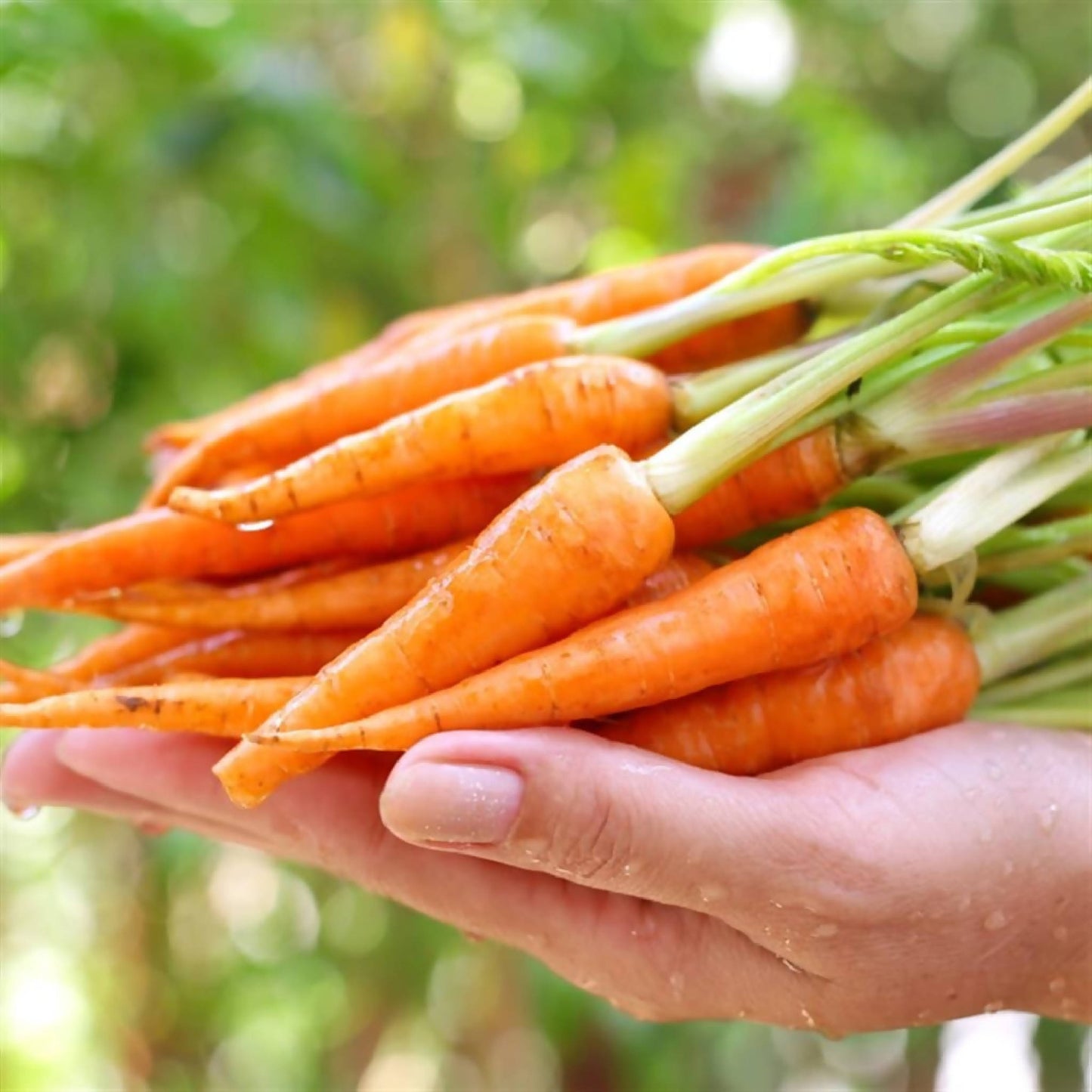 Carrots