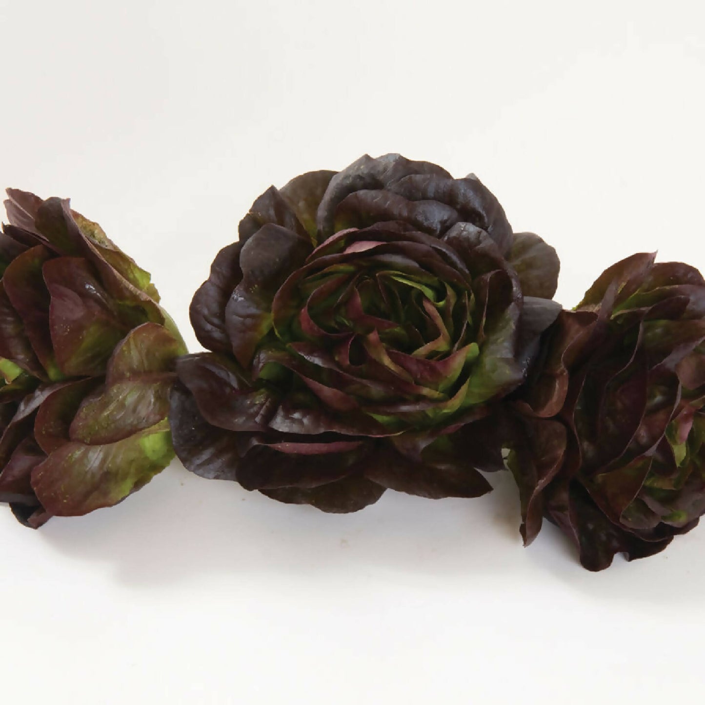 Red Butterhead Lettuce | Black Fox Farm