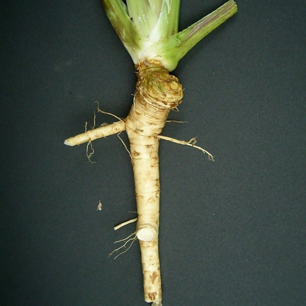 Horseradish Root | Whistlepig Farm