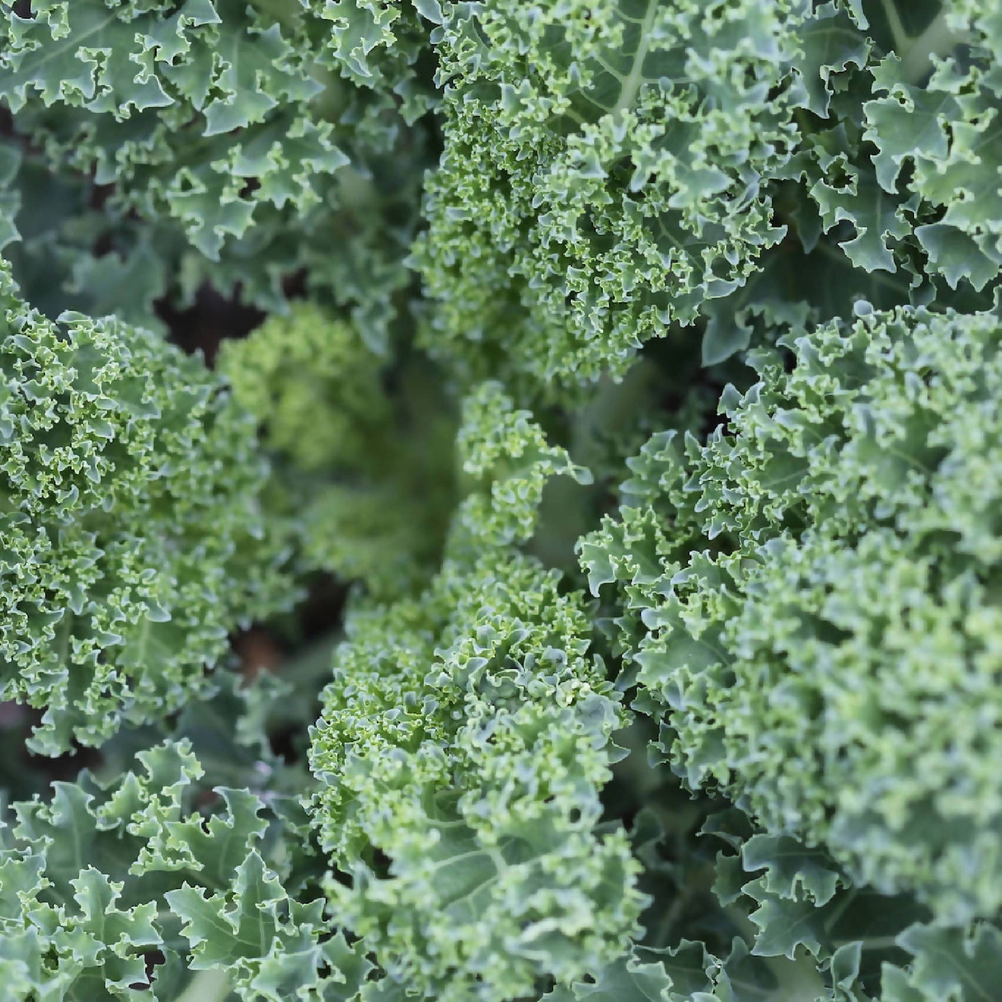 Kale | Whistlepig Farm