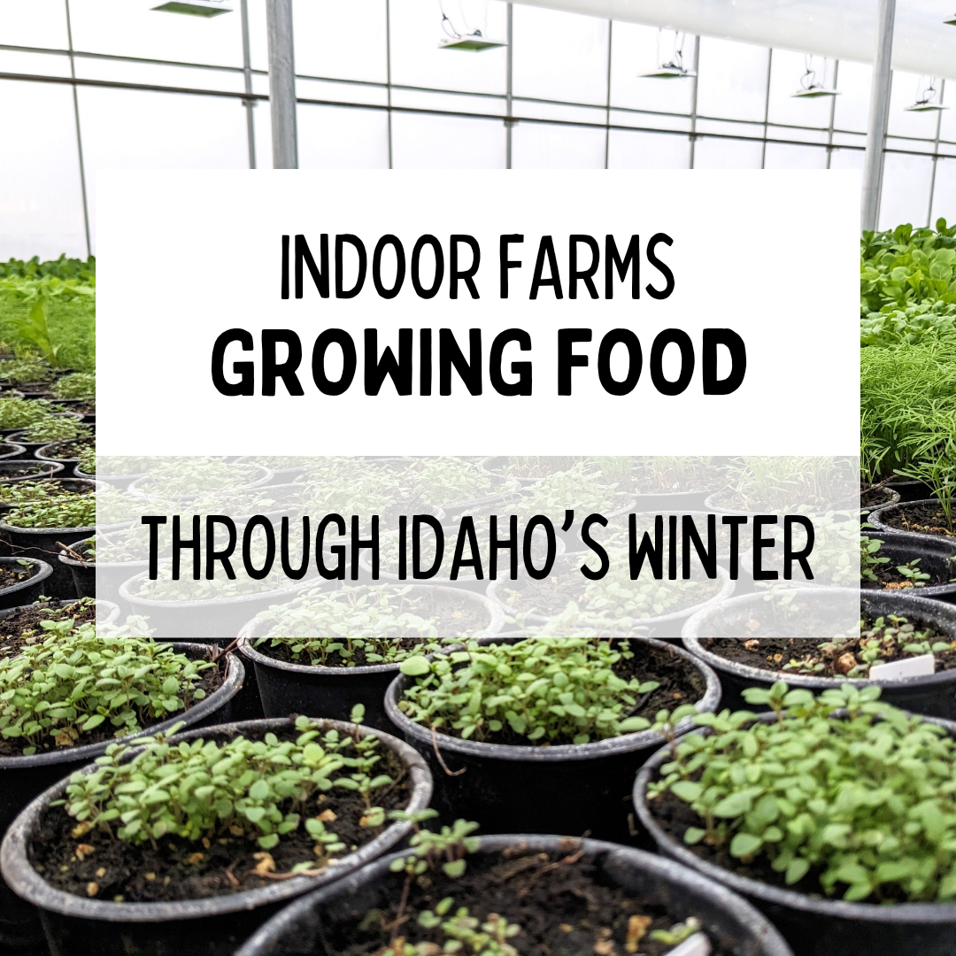 Indoor Farms Growing Food through Idaho's Winter