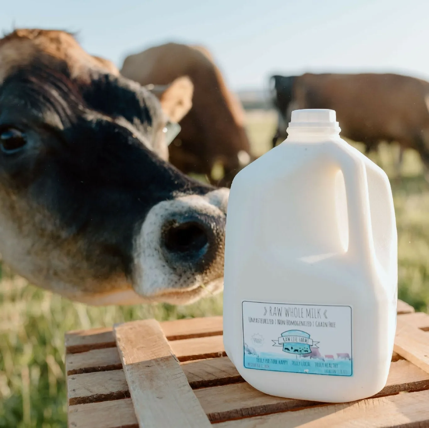 What is A2 Milk? Gut-Healthy Milk from Raw Life Farms Grass-Fed Cows