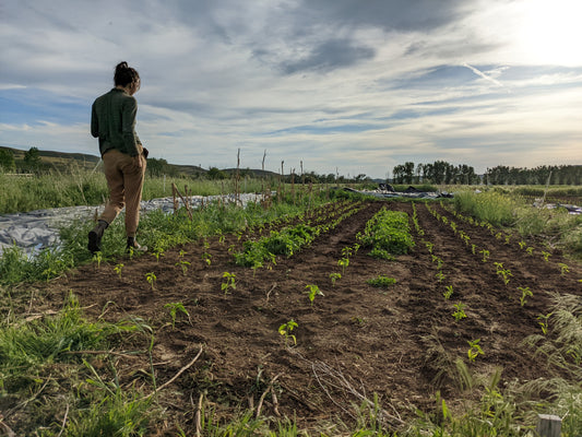 Organic? Naturally Grown? Farming Certifications & What They Really Mean
