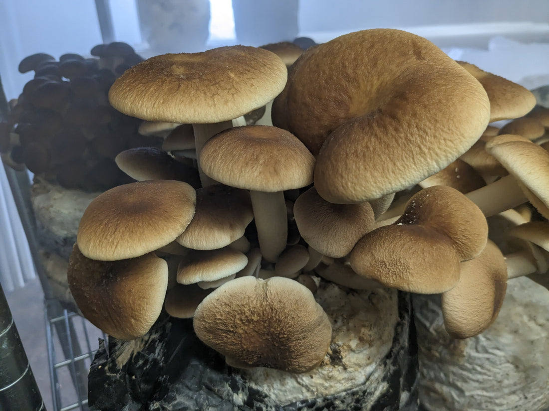 Indoor Year-Round Farm #2: Ferg's Fabulous Fungi