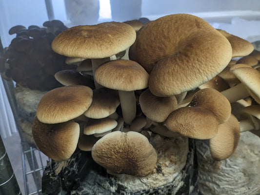 Indoor Year-Round Farm #2: Ferg's Fabulous Fungi