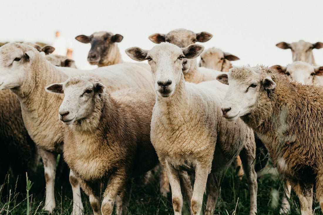 Raising Sheep in Idaho: Boise River Lamb & Idaho's Lamb Culinary Tradition