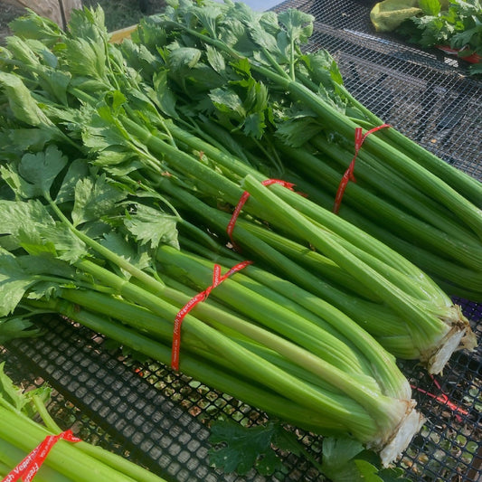 Celery | Black Fox Farm