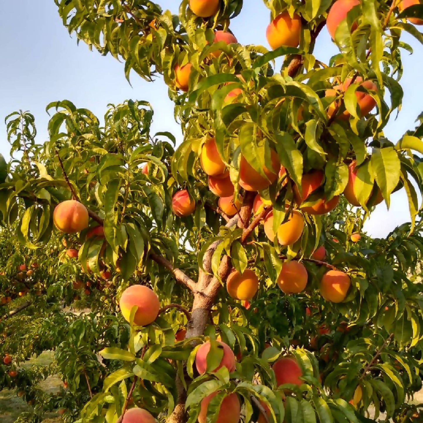 Forty Niner Peaches | Kelley Orchards
