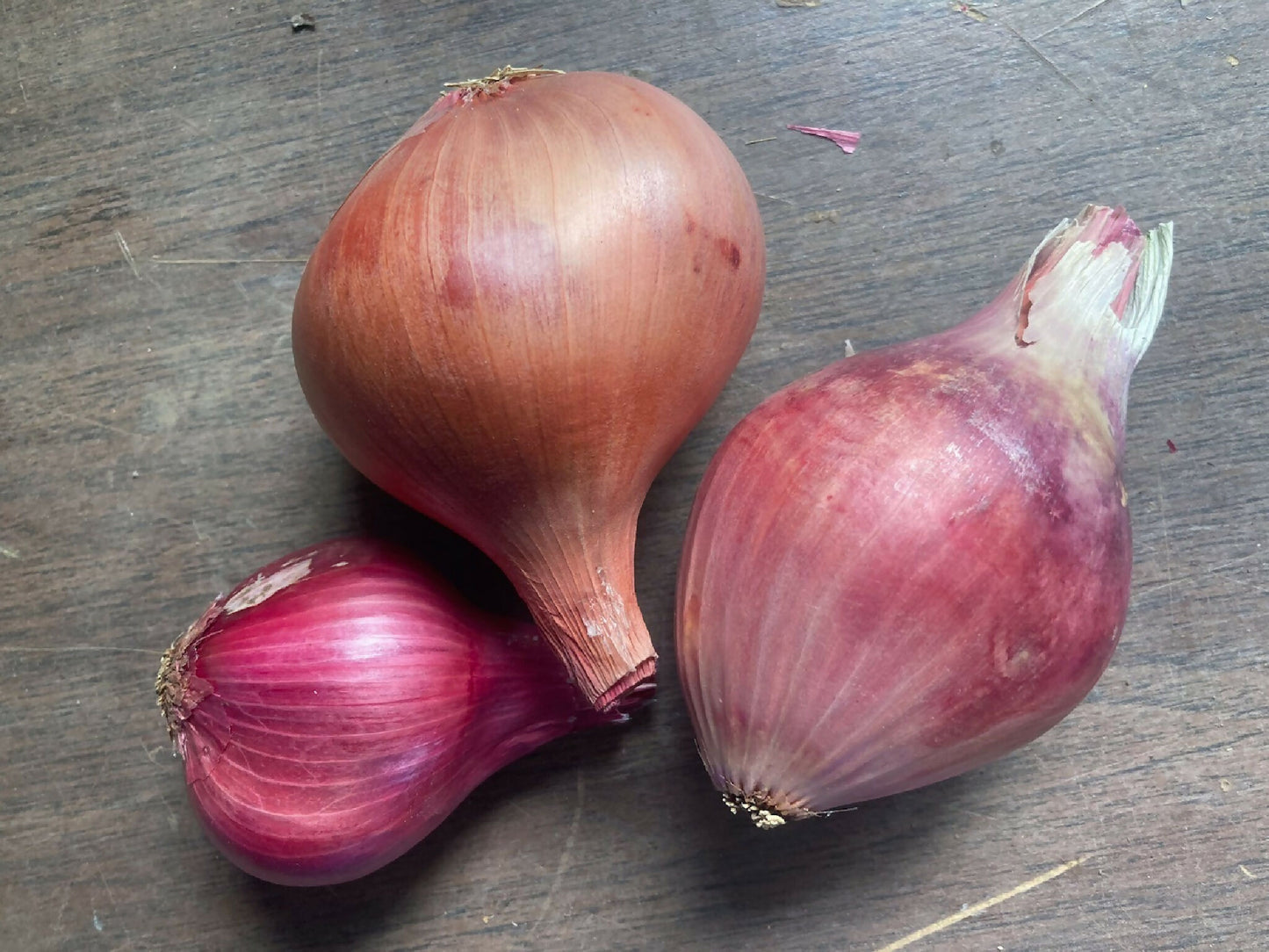 Shallots | Black Fox Farm