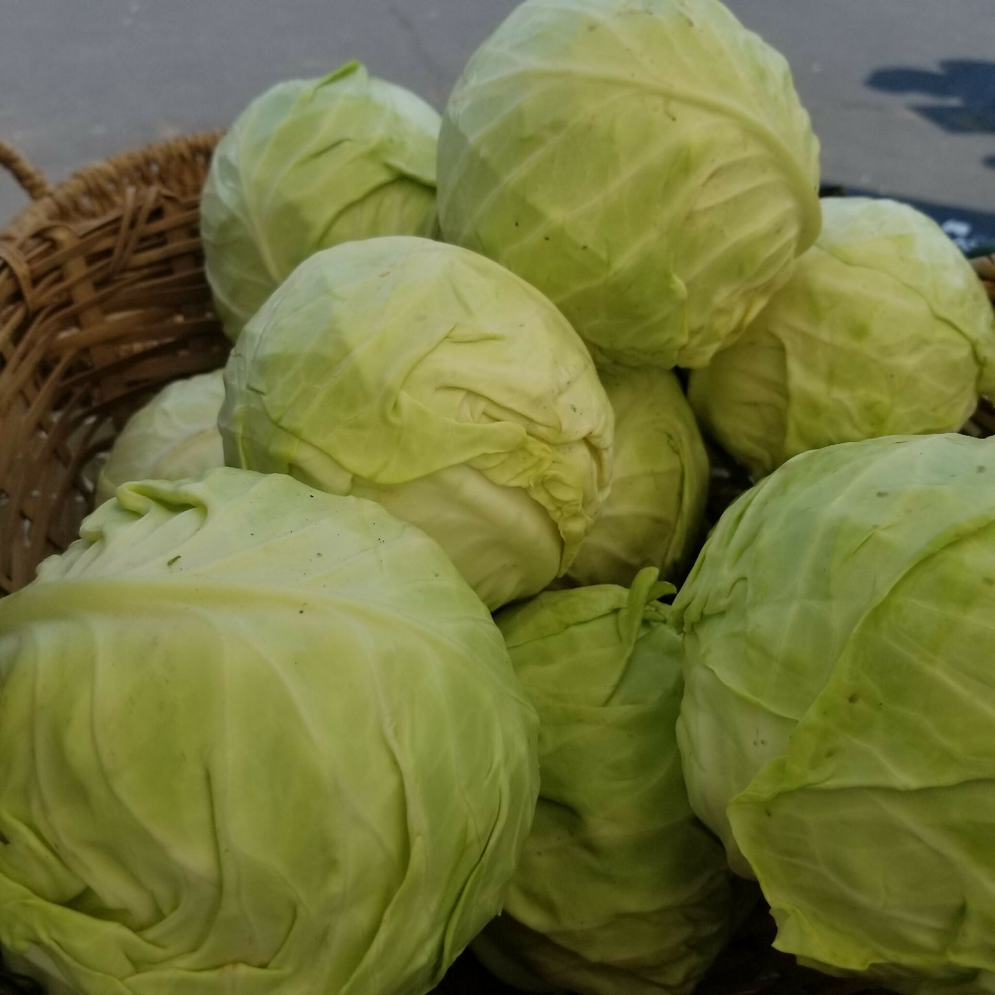 Cabbage | Whistlepig Farm