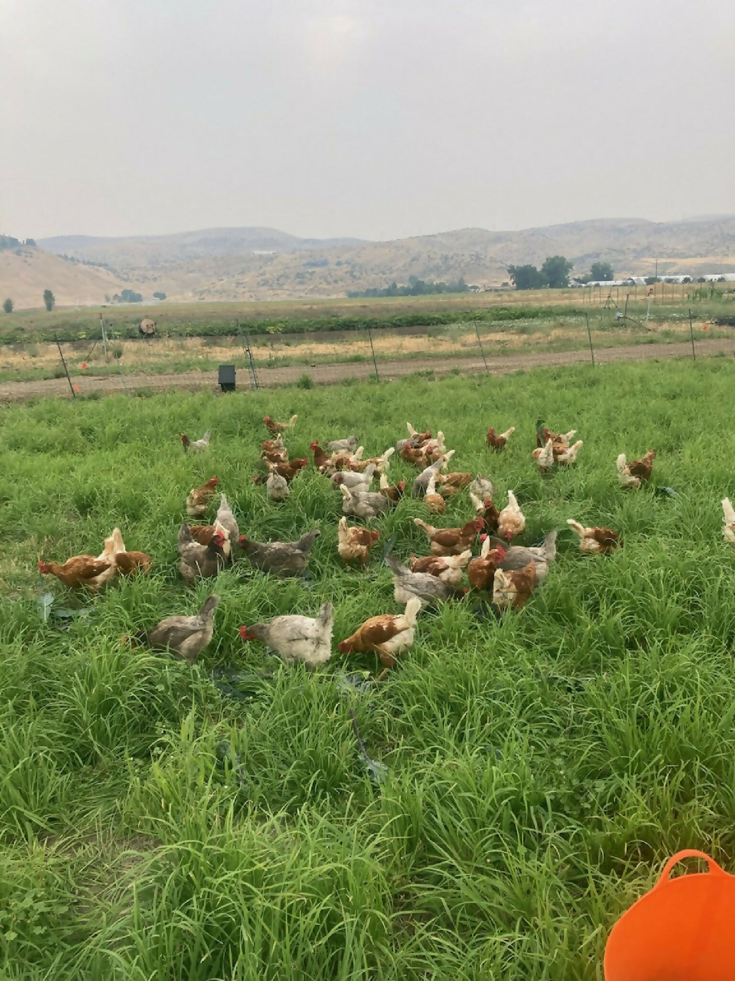 Eggs Pasture-Roaming| Black Fox Farm