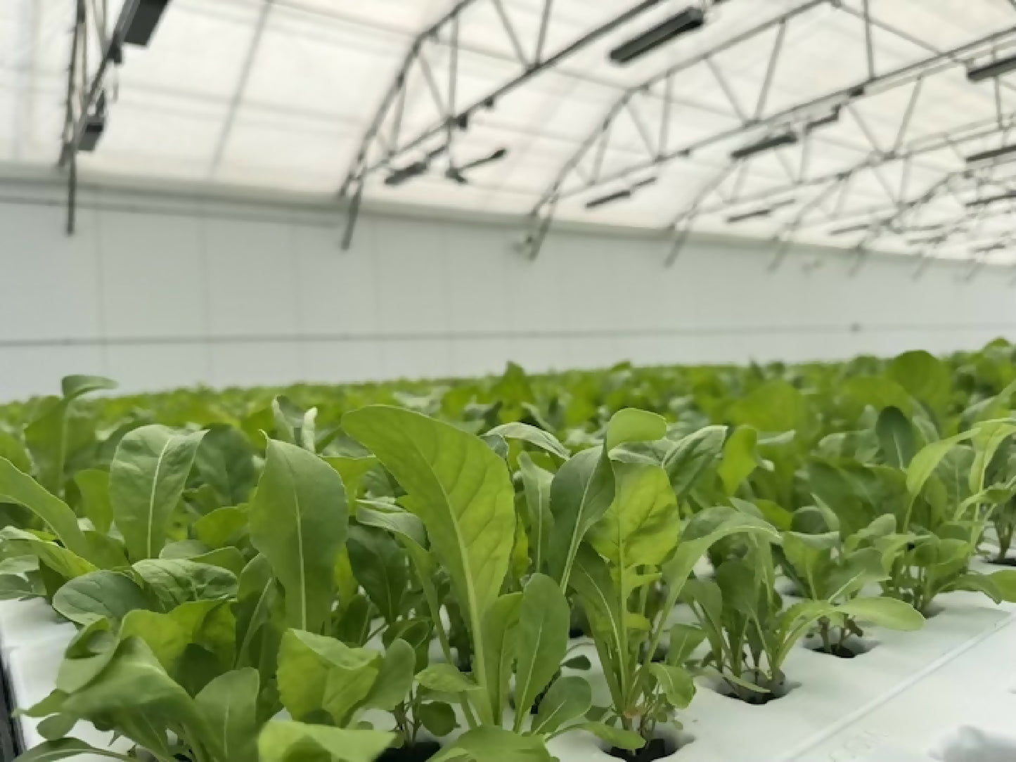 Greenscale Arugula