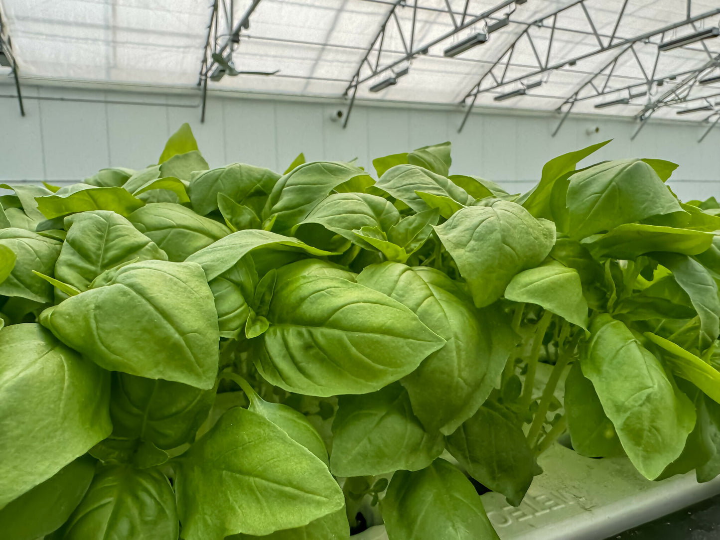Greenscale Basil