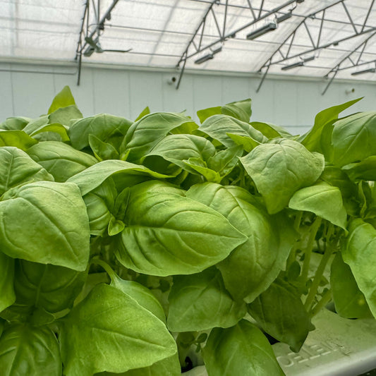 Greenscale Basil