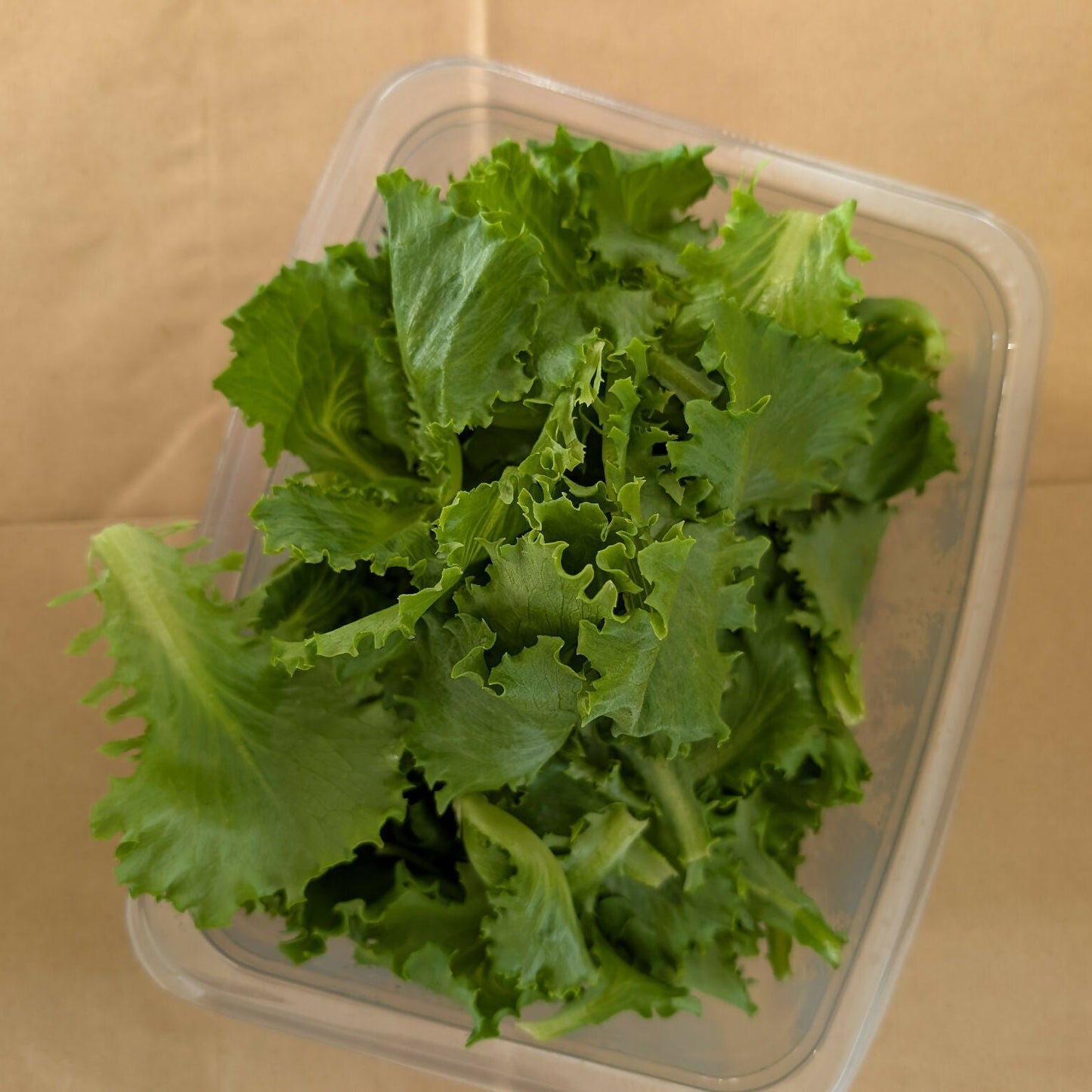 Greenscale Leaf Lettuce