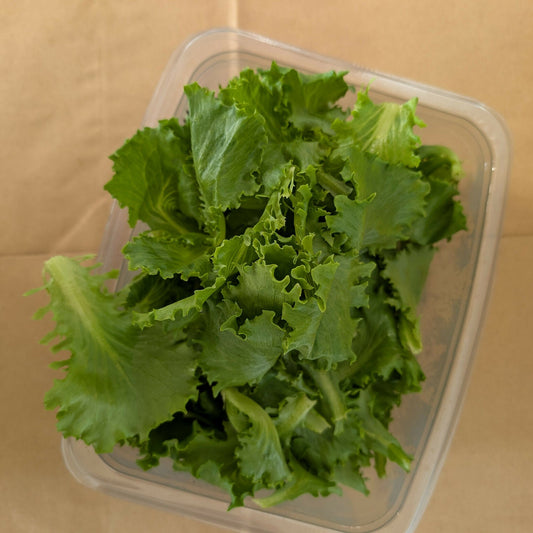 Greenscale Leaf Lettuce