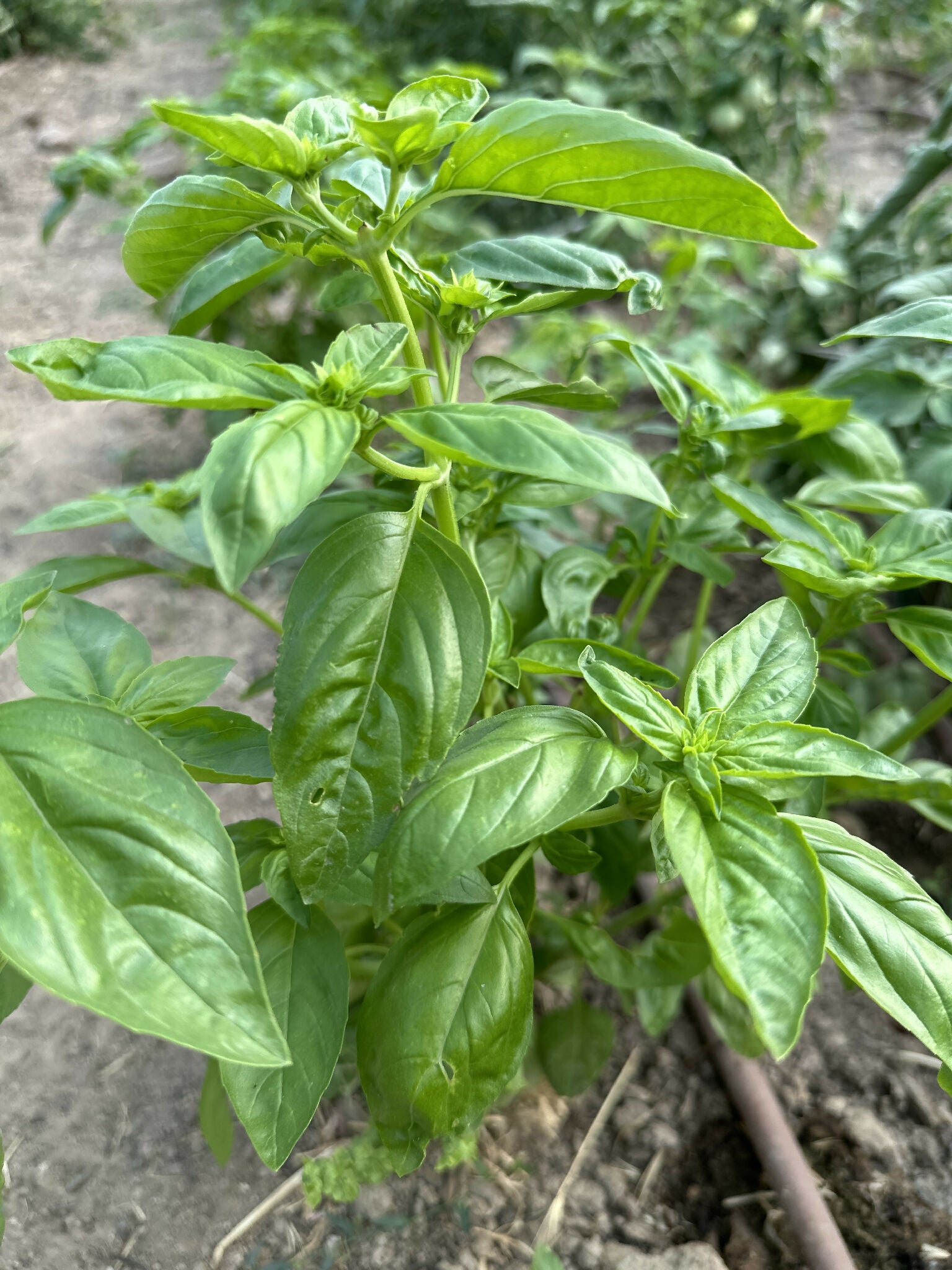 Basil