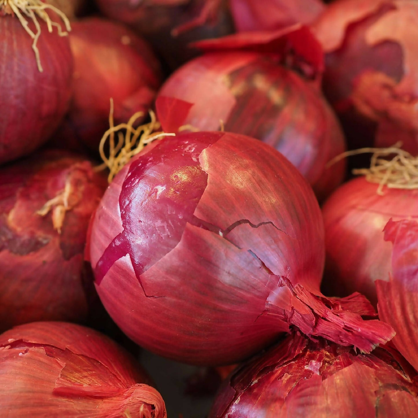 Red Onions | King's Crown Organic Farm